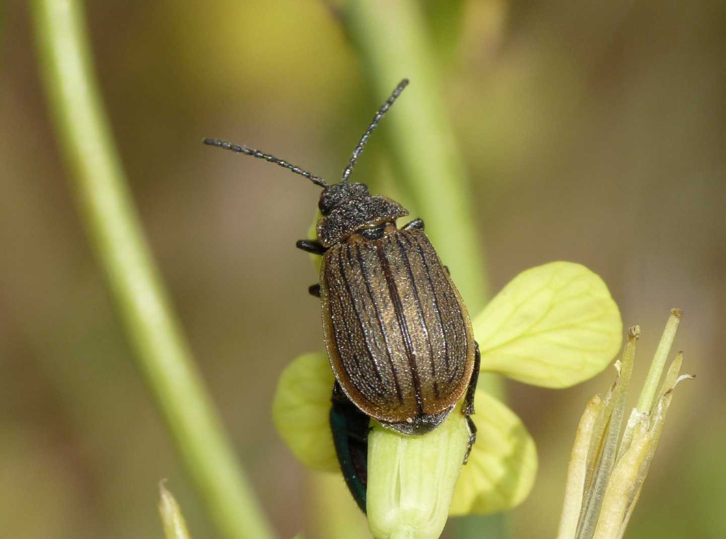 Galeruca sp.